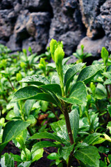 close up of green plant