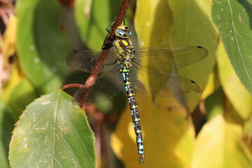 Blaugrüne Mosaikjungfer - Aeshna cyanea