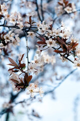 cherry blossoms in spring
