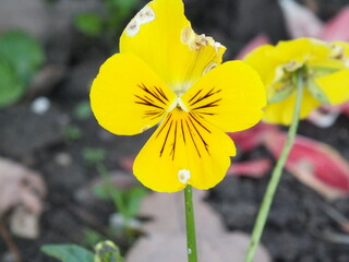 yellow flower