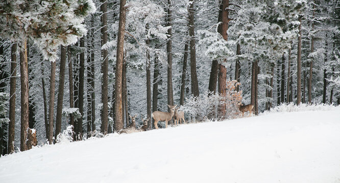 Doe in a colorado
