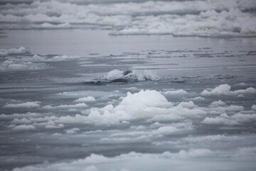 Antarctica landscape on a cloudy winter day