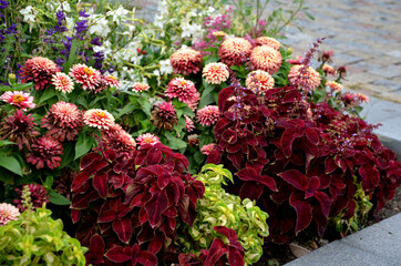 perennial flower beds with annual plantations on the edge of the flower bed in paving on the...