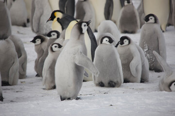 Fototapeta premium Antarctica group of emperor penguins on a cloudy winter day