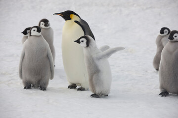 Antarctica emperor penguin chicks with parents close up on a cloudy winter day