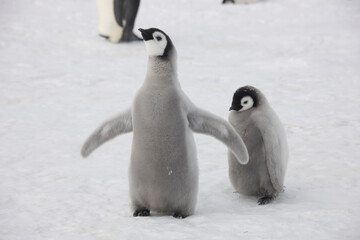 Antarctica emperor penguin chicks close up on a cloudy winter day