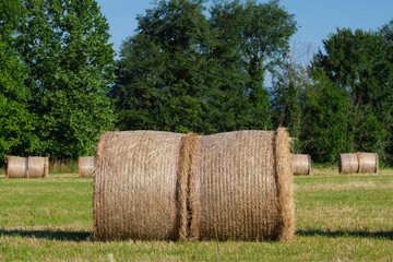 Round bales of hay freshly harvested in a field. Close-up