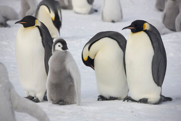 Antarctica group of emperor penguins on a cloudy winter day