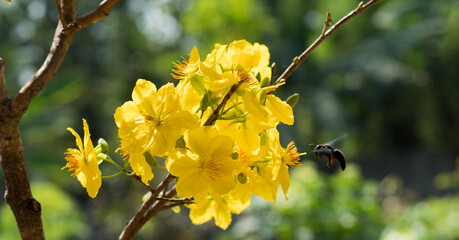 apricot flowers in tet holidays