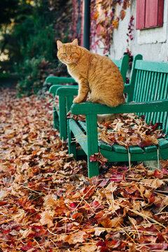Orange cat standing on a bench