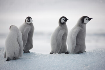 Antarctica emperor penguin chicks close up on a cloudy winter day