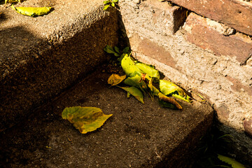 autumnal painted leaves on stairs