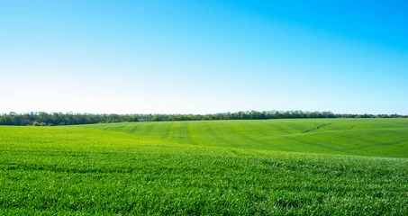 Fotobehang green field and blue sky © photolink