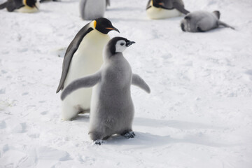 Fototapeta na wymiar Antarctica emperor penguin chicks with parents close up on a cloudy winter day