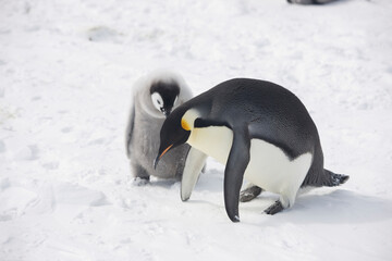 Antarctica emperor penguin chicks with parents close up on a cloudy winter day