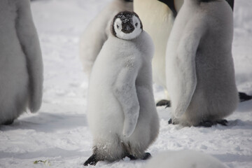 Antarctica emperor penguin chicks close up on a cloudy winter day