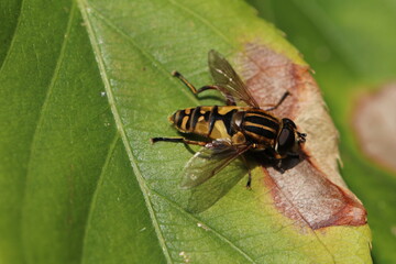 Gemeine Sumpfschwebfliege - Helophilus pendulus.