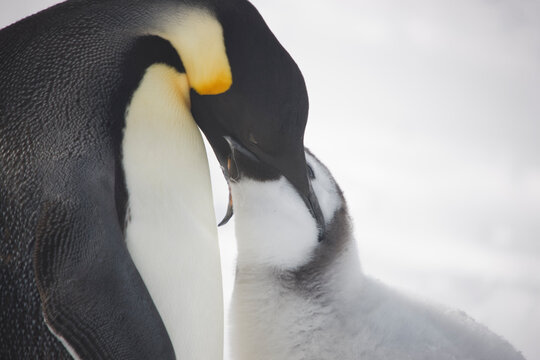 Antarctica feeding emperor penguin chick close up on a cloudy winter day