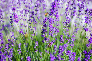 Fototapeta premium Selective focus on the lavender flower in the flower garden - lavender flowers lit by sunlight.