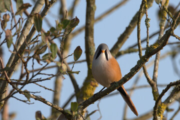 Male Bearded tit perched in a bush.