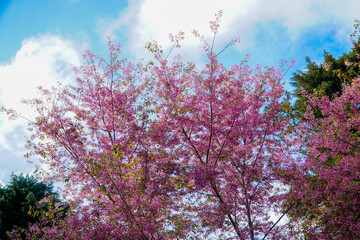 Obraz na płótnie Canvas pink blossom in spring