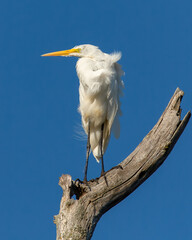A Great Egret perched on a dead tree.