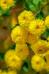 Beautiful bright orange and yellow chrysanthemum flower on the background of other chrysanthemum flowers