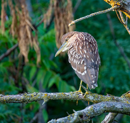 A juvenile Black-Crowned Night heron perched on a branch.