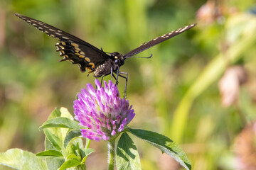 A Black Swallowtail butterfly on a pink Clover.