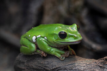 Tree frog on a branch