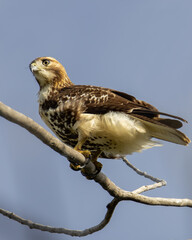 a Red-Tailed Hawk perched on a branch.