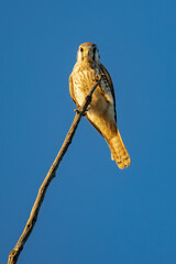 An American Kestrel perched on a branch.