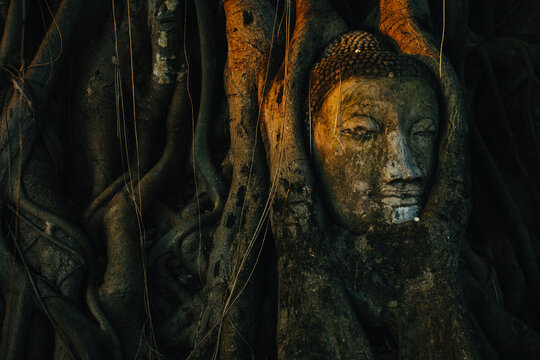 Buddha inside banyan tree