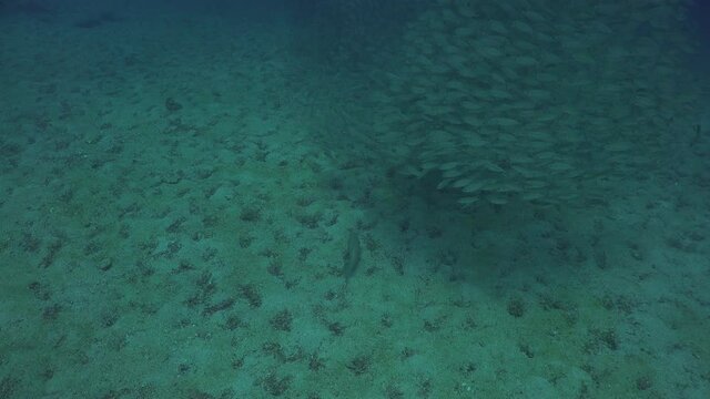 Tree coral groupers hunt  a School of The yellowstripe scad (Selaroides leptolepis)