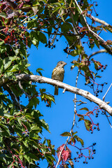 A Rose-breasted Grosbeak surrounded by Virginia creeper berries.