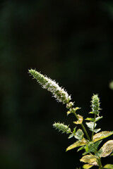 Blühte der Pfefferminze