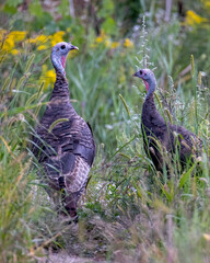A couple of wild turkeys going for stroll.
