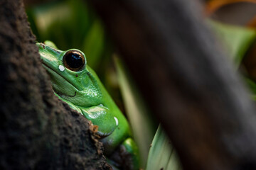 Tree frog on a branch