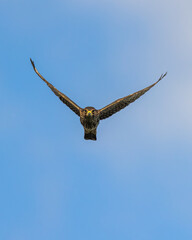 A Merlin soaring through the sky.
