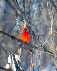 A Northern Cardinal perched on a branch on a cold winter day.