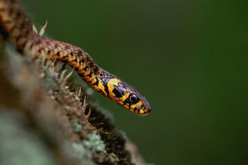 Grass snake (Natrix natrix) slithering on green moss isolated on dark green background. Macro shot