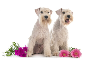 miniature schnauzers in studio