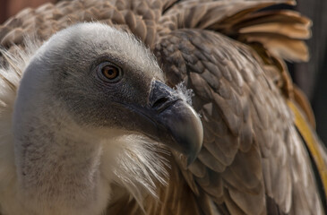 Close portrait of Griffon vulture (Gyps fulvus) 