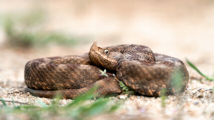 Horned viper (Vipera ammodytes) lying on sandy pathway. Isolated