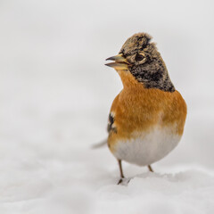 Brambling (Fringilla montifringilla) standing in the snow