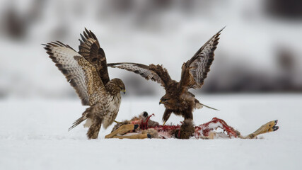 Common buzzards (Buteo buteo) fighting over roe deer (Capreolus capreolus) carcass. Winter snowy day.