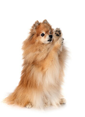 Obraz premium pomeranian in studio