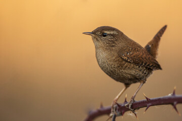 Close up side view of Eurasian wren (Troglodytes troglodytes) perched on a branch isolated on golden background - obrazy, fototapety, plakaty