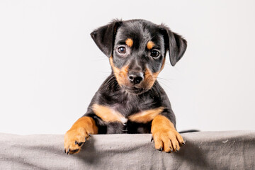 A portrait of a adorable Jack Russel Terrier puppy, in a wicker basket, isolated on a white background