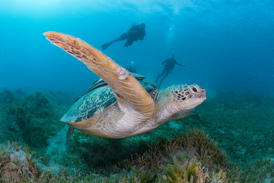 Beautiful green sea turtle swimming underwater and silhouettes of scuba divers behind it